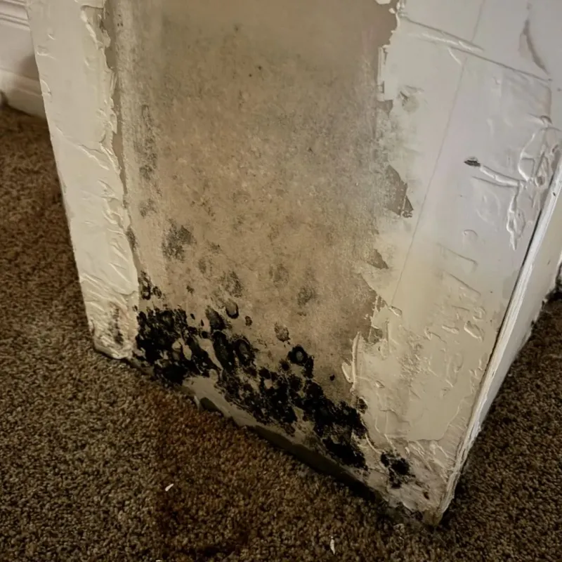 Professional Mold Removal in Lake City, FL